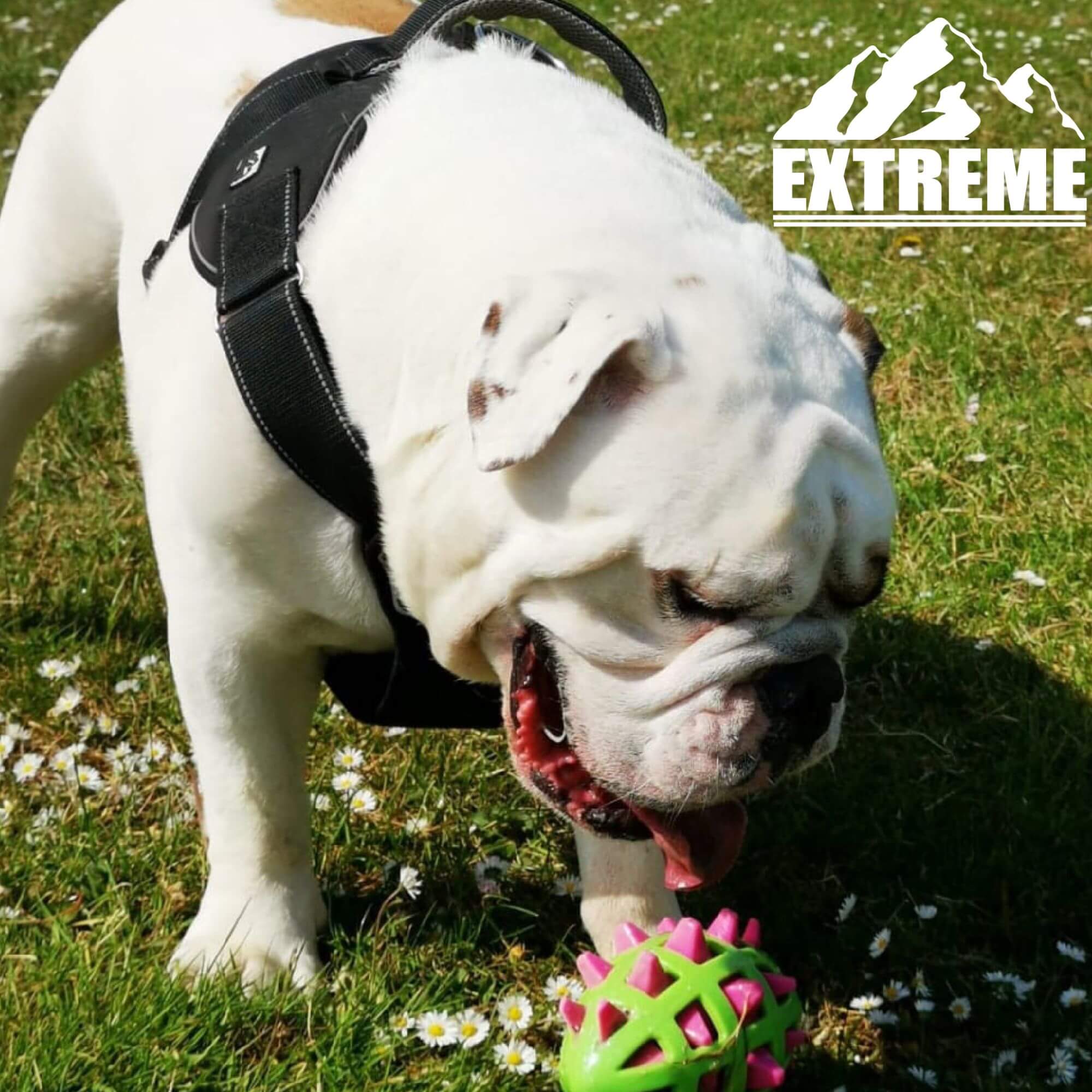 Ancol Extreme Padded Dog Harness with Handle - Image 6