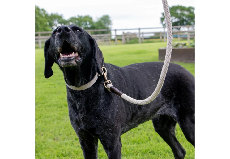 Ancol Heritage Collection Cotton Rope Dog Lead Natural 15mm x 1.5m - Image 3