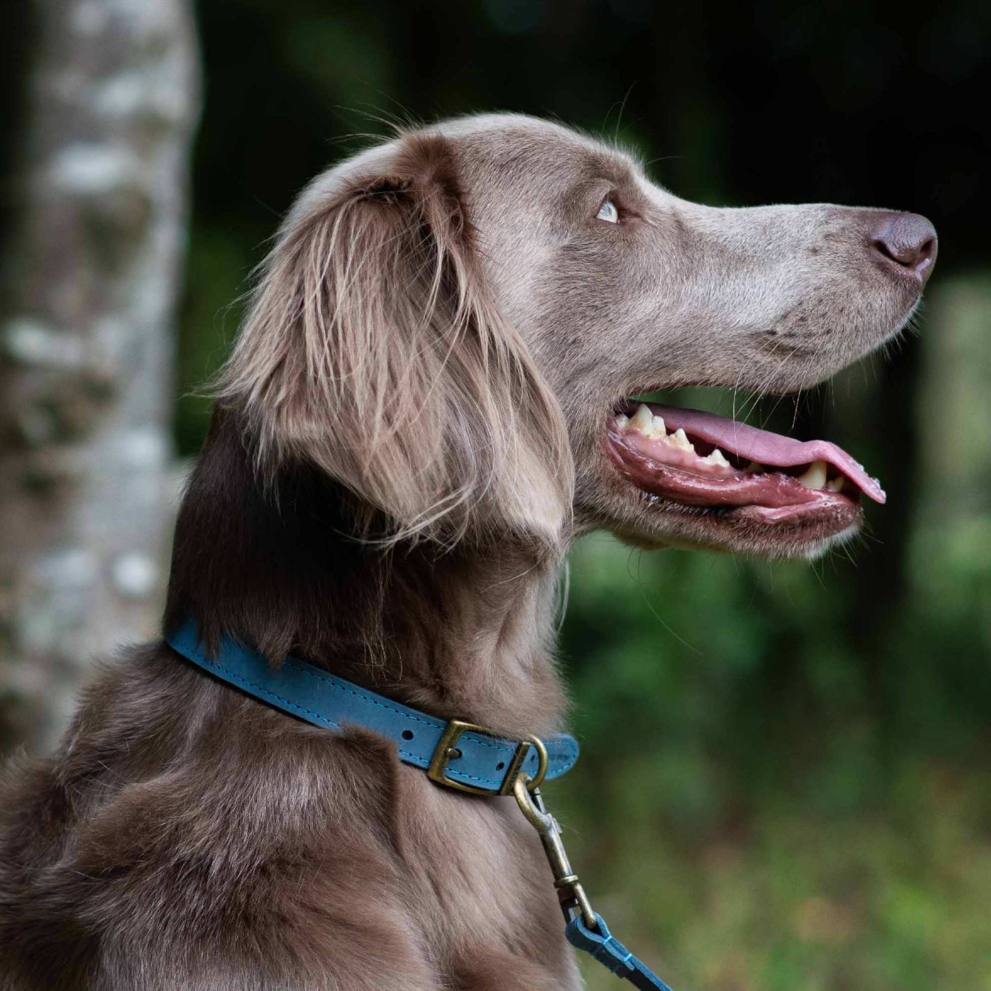 Ancol Heritage Collection Timberwolf Leather Dog Collar Blue - Image 2