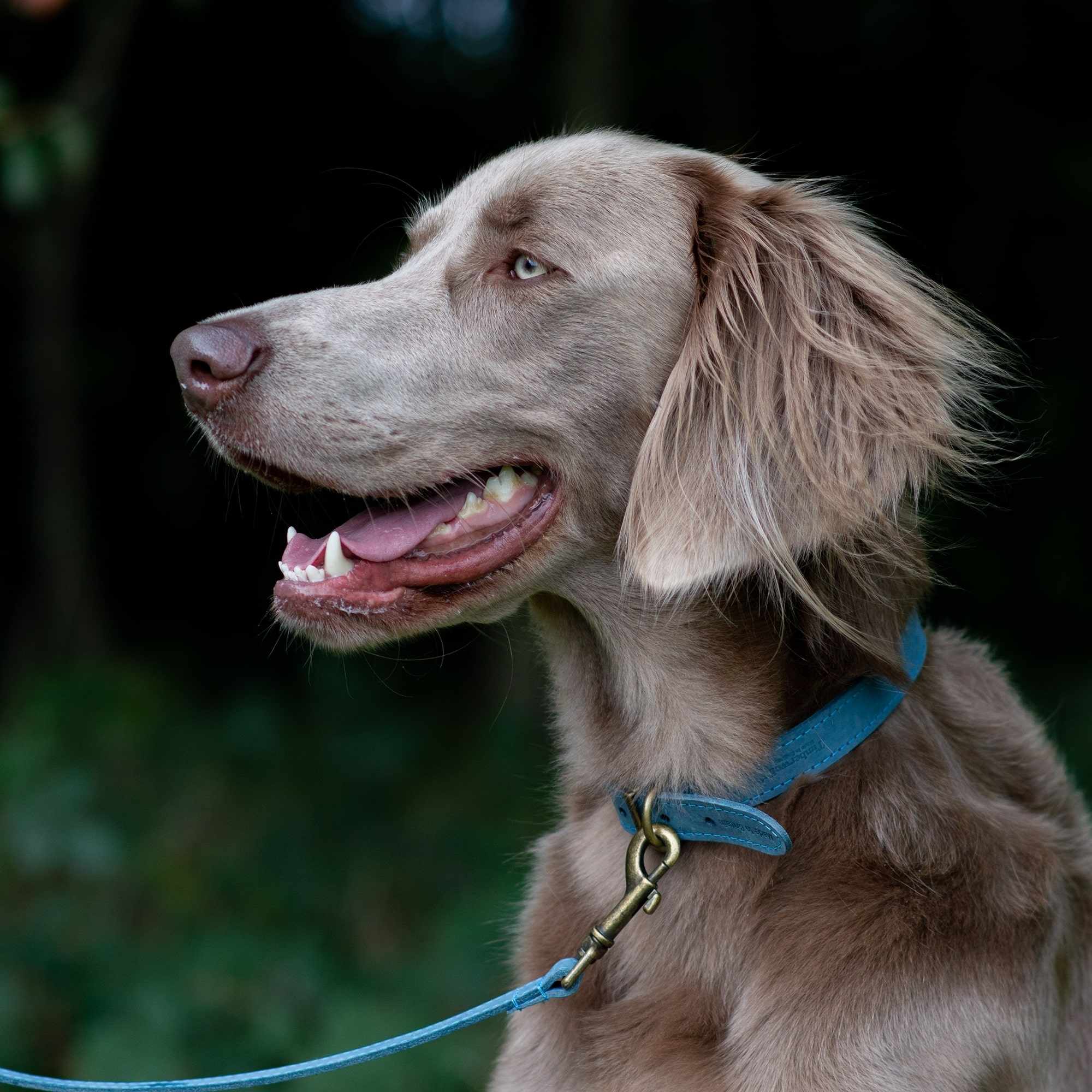 Ancol Heritage Collection Timberwolf Leather Dog Lead Blue - Image 2