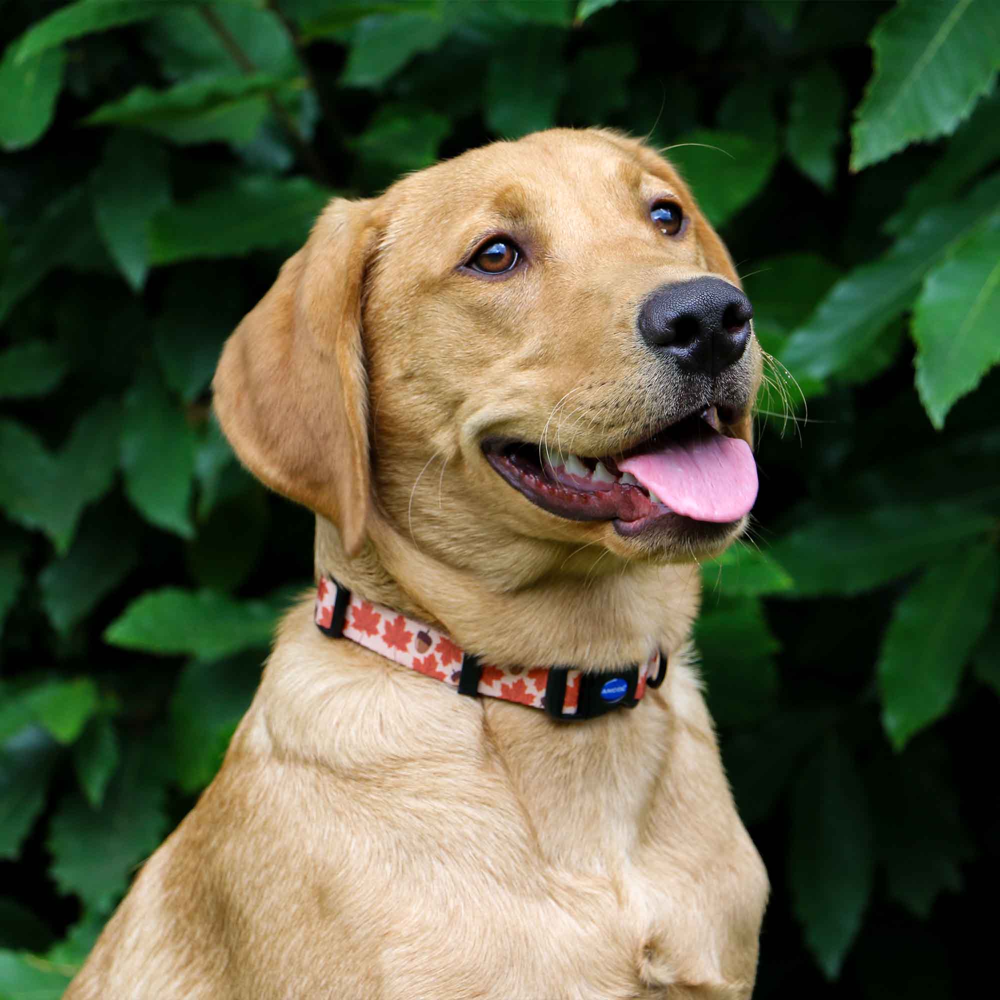 Ancol Soho Maple Leaf Adjustable Dog Collar - Image 2