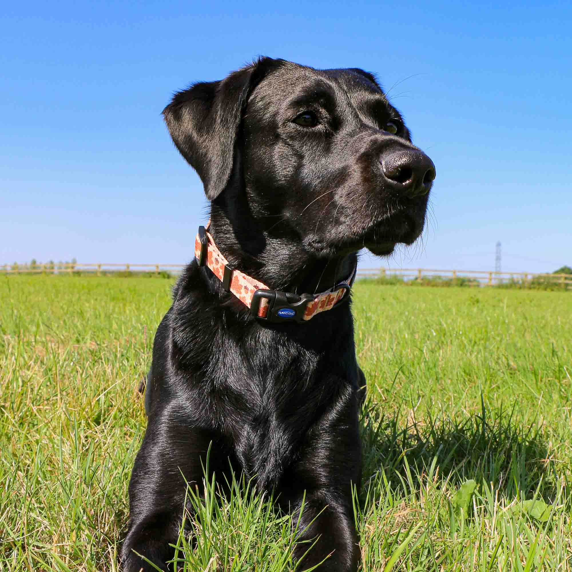Ancol Soho Maple Leaf Adjustable Dog Collar - Image 3