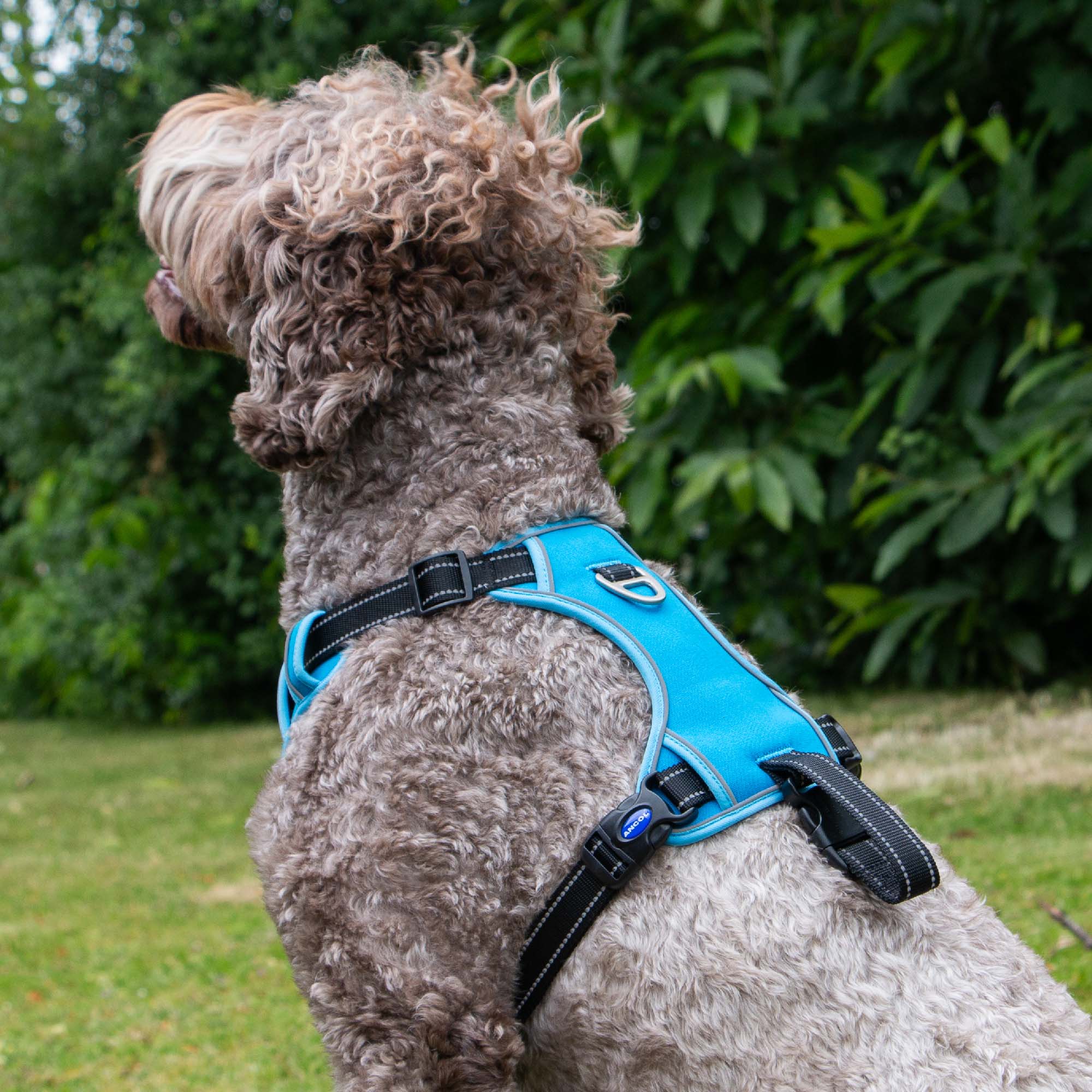 Ancol Viva Exercise & Travel Dog Harness - Image 10