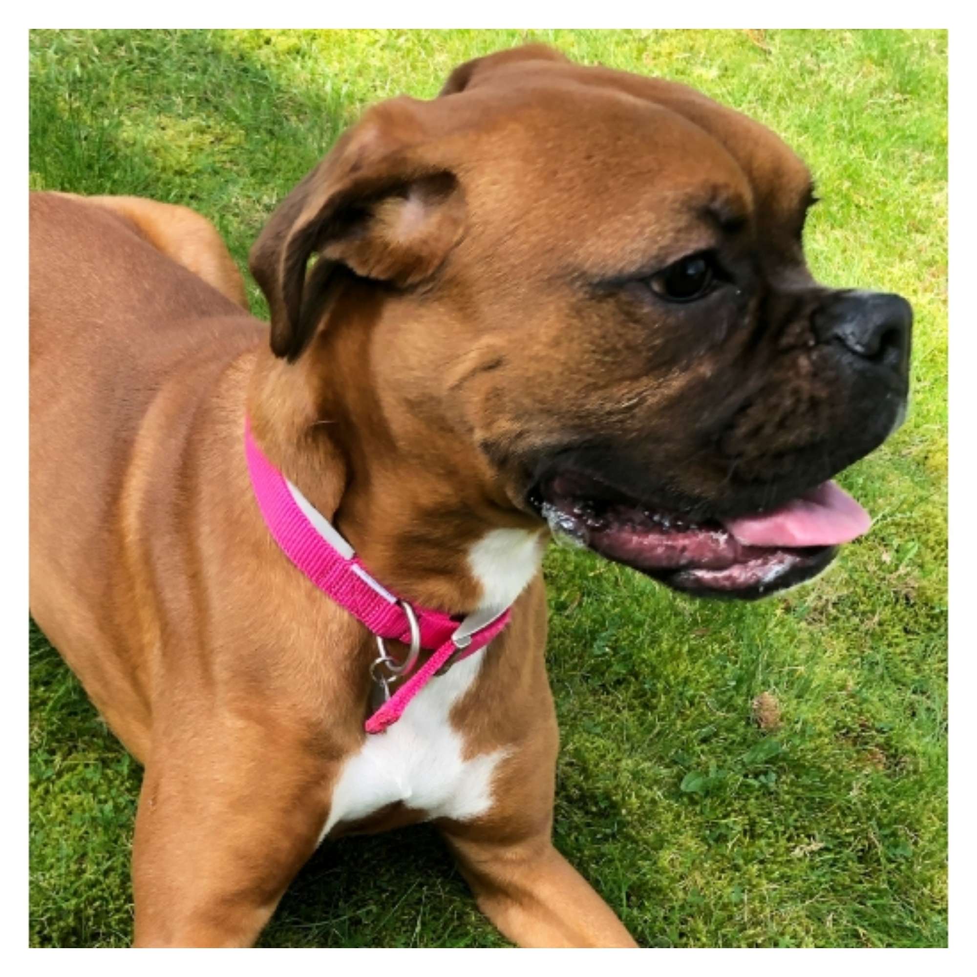 Ancol Viva Padded Buckle Dog Collar - Image 2