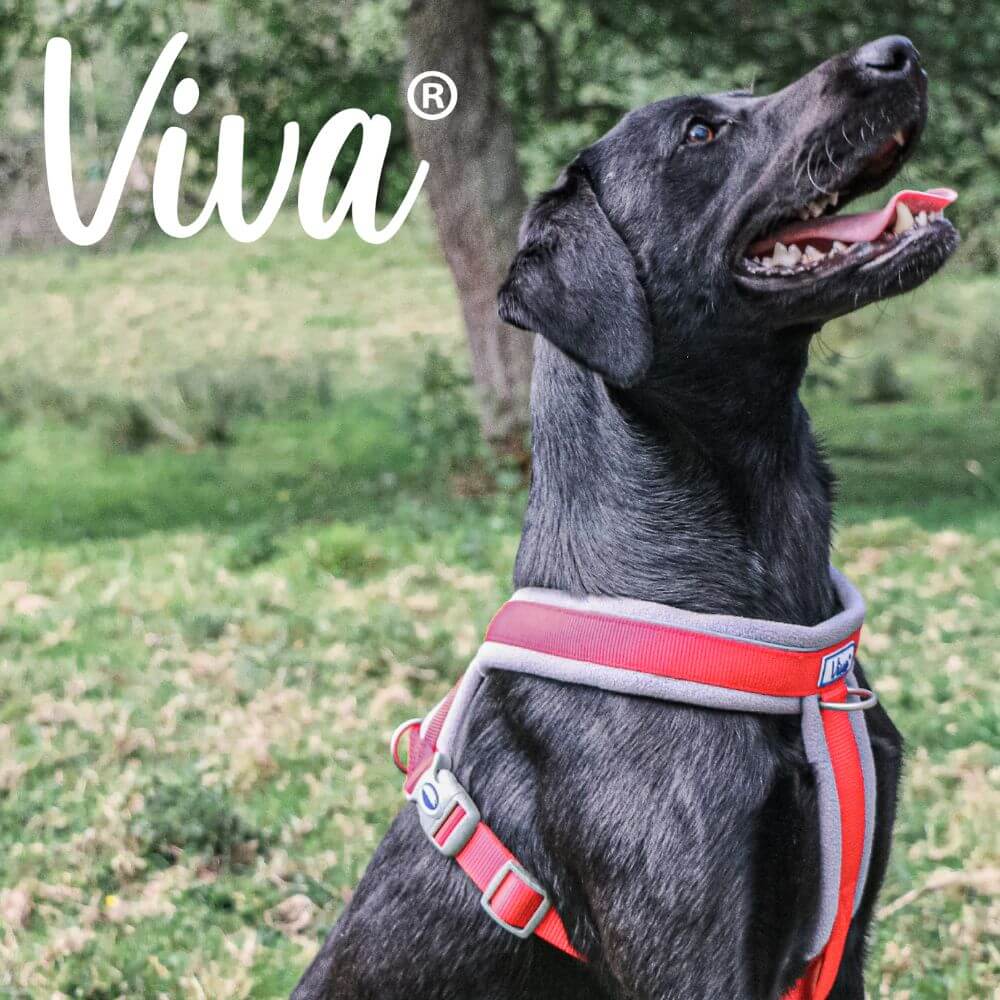 Ancol Viva Padded Dog Harness - Sizes Small to XXL - Image 3