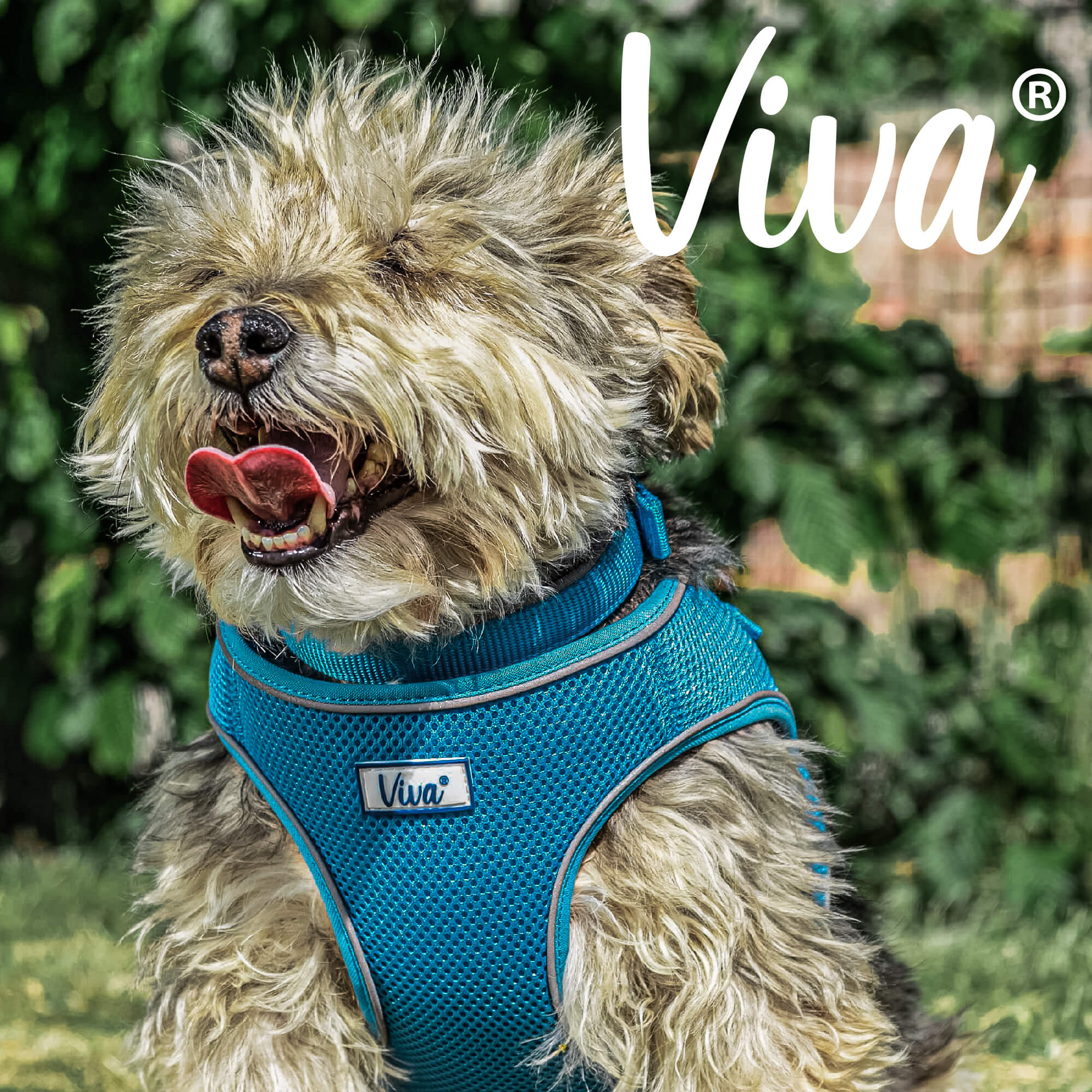 Ancol Viva Step In Comfort Fit Dog Harness - Image 10