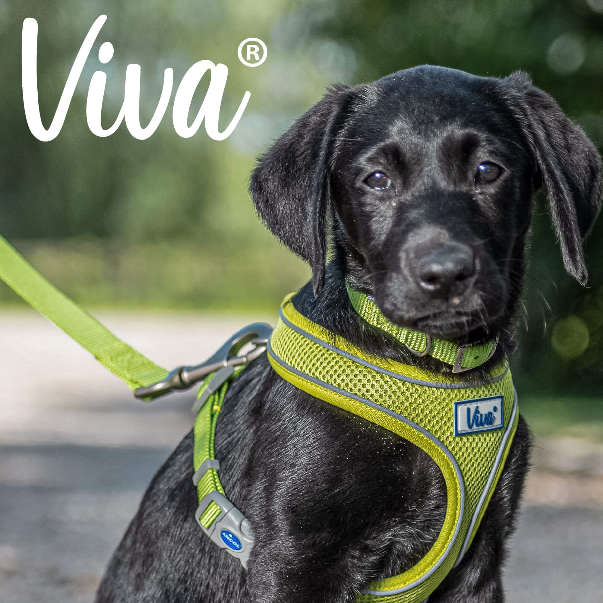 Ancol Viva Step In Comfort Fit Dog Harness - Image 3