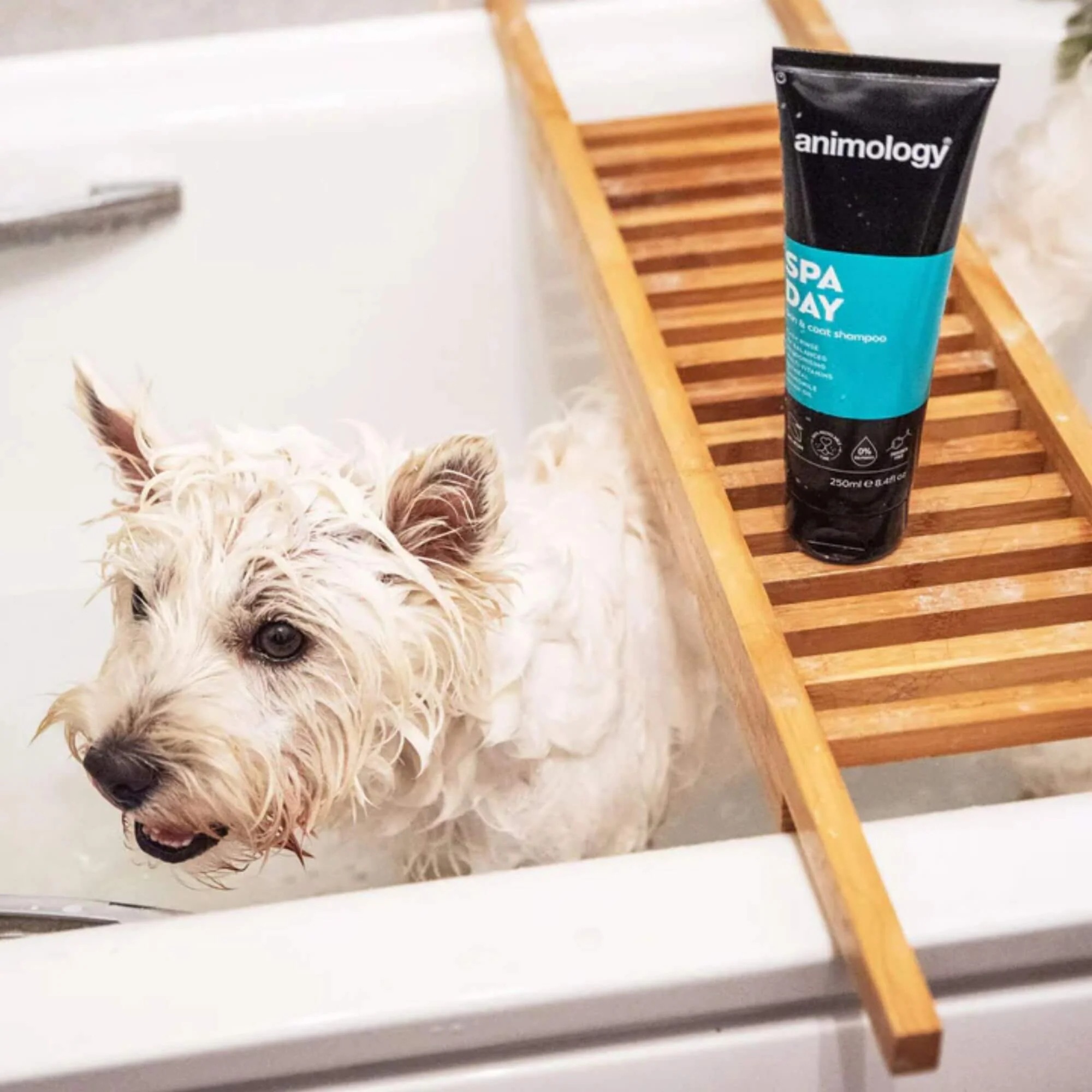 Animology Spa Day Skin & Coat Shampoo 6 x 250ml - Image 4