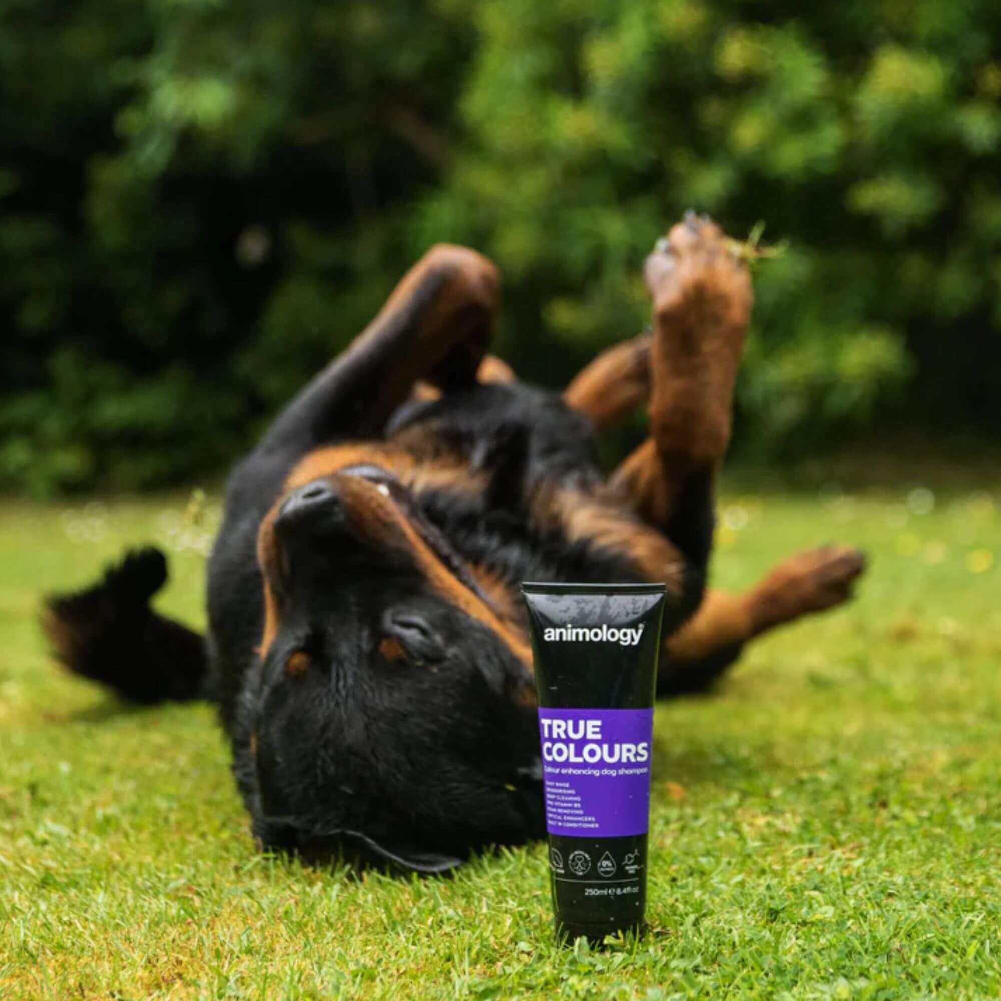 Animology True Colours Dog Shampoo 6 x 240ml - Image 4