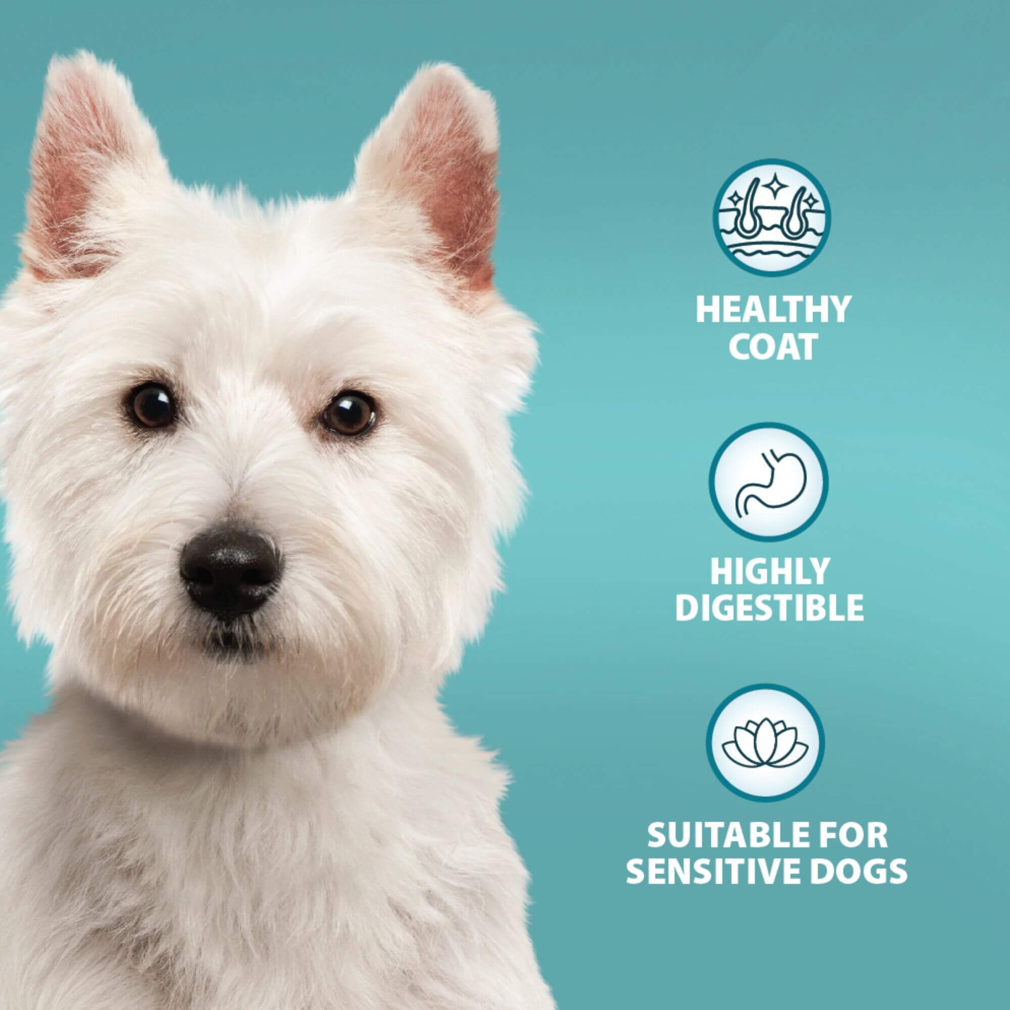 Burns Sensitive Pork & Potato Dry Dog Food - Image 4