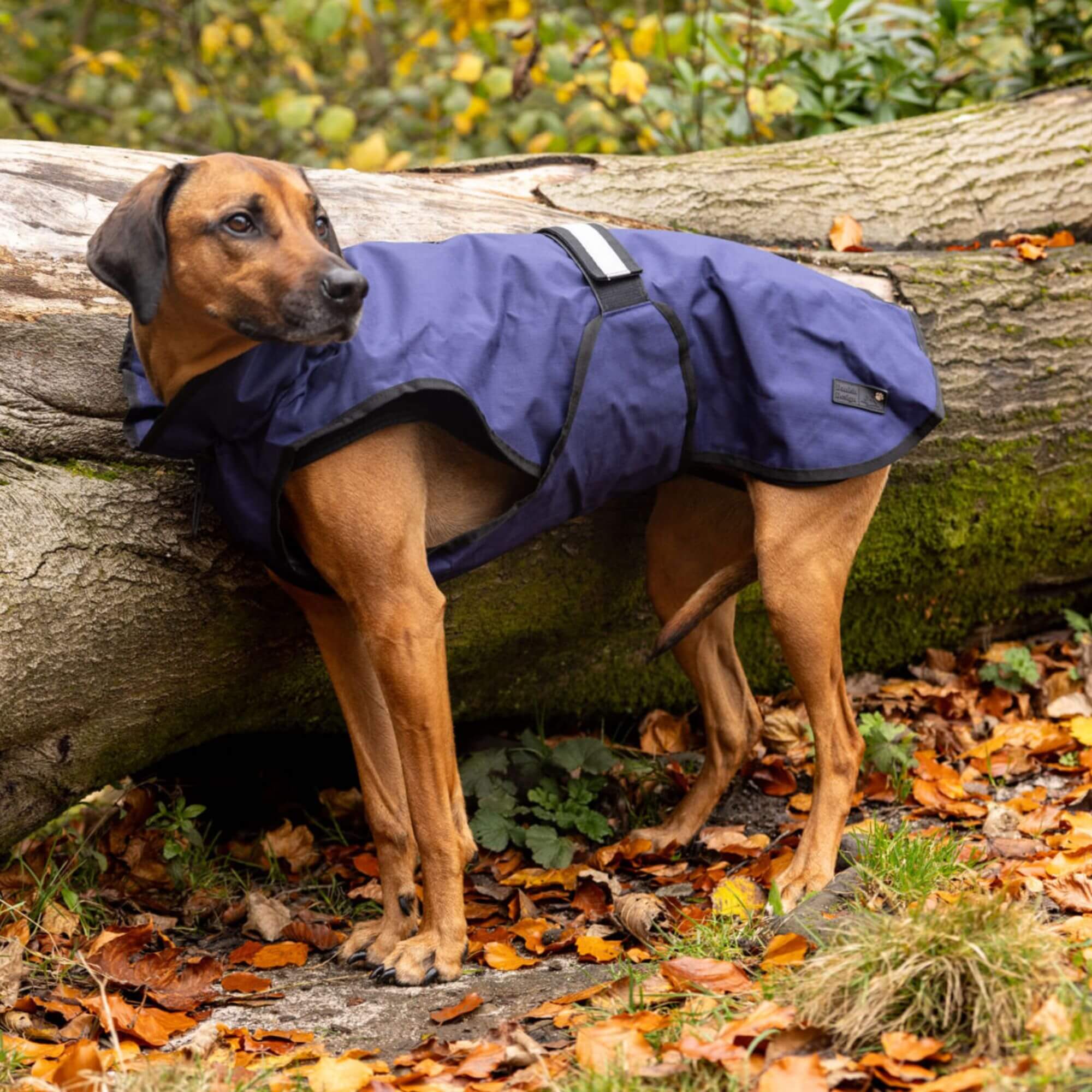 Danish Design 3-in-1 Waterproof Dog Coat - Image 8