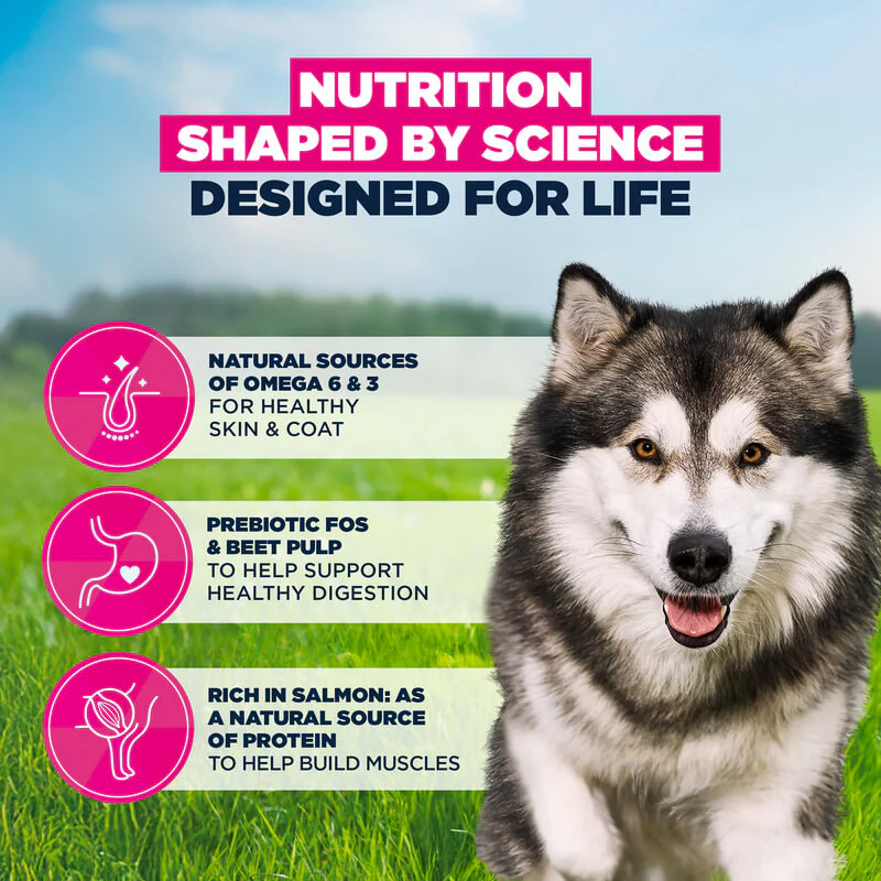 Eukanuba Adult Large Breed Adult Dry Dog Food Salmon & Barley 12kg - Image 2