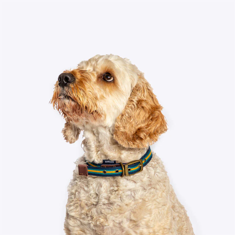 FatFace Bold Stripe Dog Collar & Lead Set - Image 4