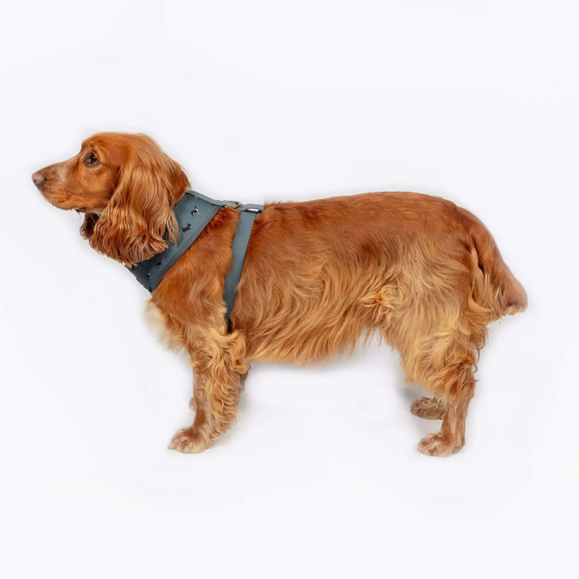 FatFace Marching Dogs Harness - Image 2
