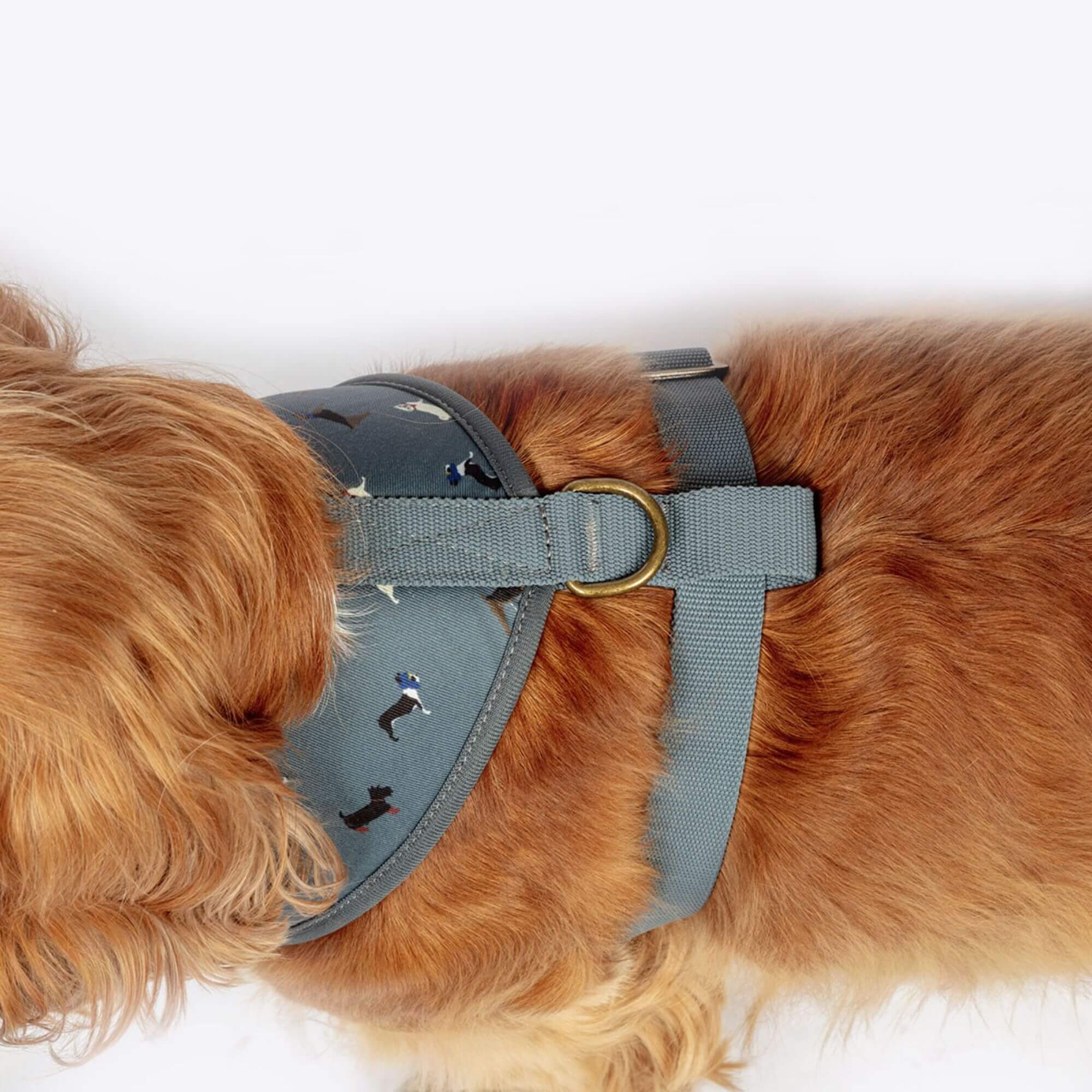 FatFace Marching Dogs Harness - Image 5
