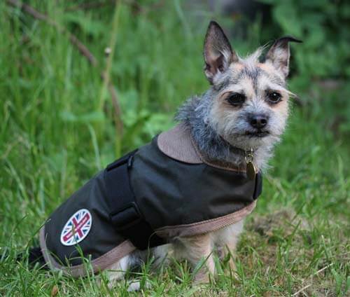 Gor Pets Edinburgh Wax Dog Coat - Image 3