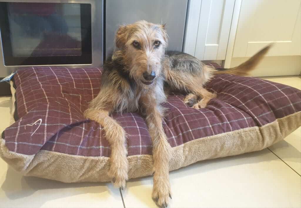 Gor Pets Premium Dog Cushion Bed - Image 2