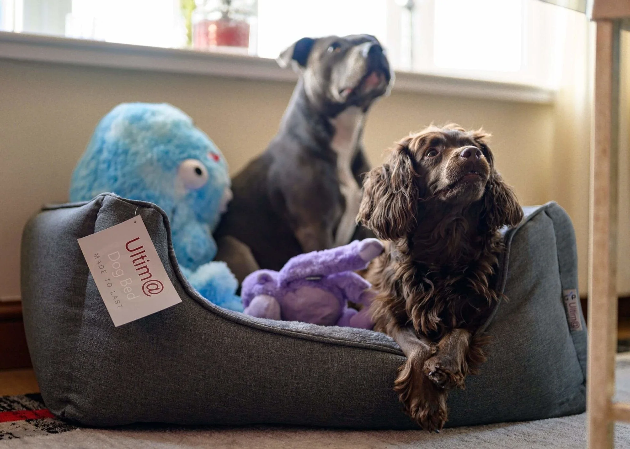 Gor Pets Ultima Premium Dog Bed - Image 12