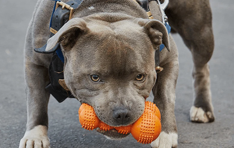 Gor Rubber Super Giggle Bone Dog Toy - Image 2