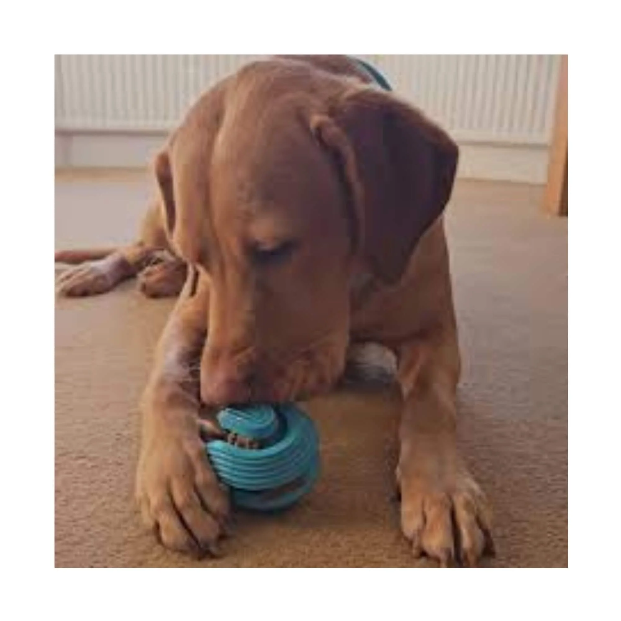 Gor Sustain Curly Ball Dog Toy - Image 3