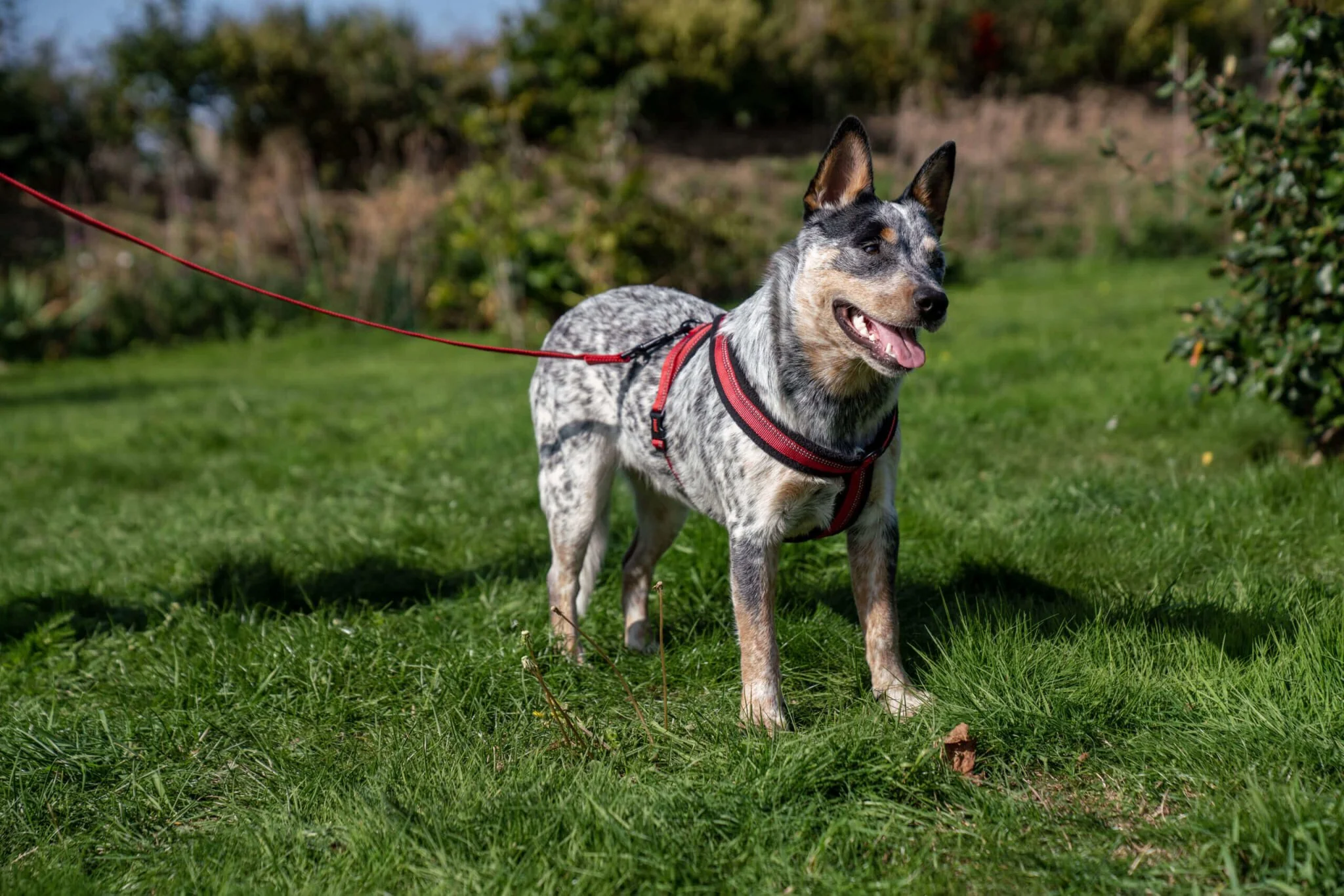 Halti Comfy Dog Harness in Red - Image 5