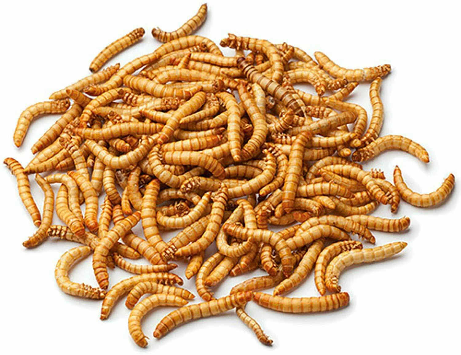 Johnston & Jeff Dried Mealworms - Image 2