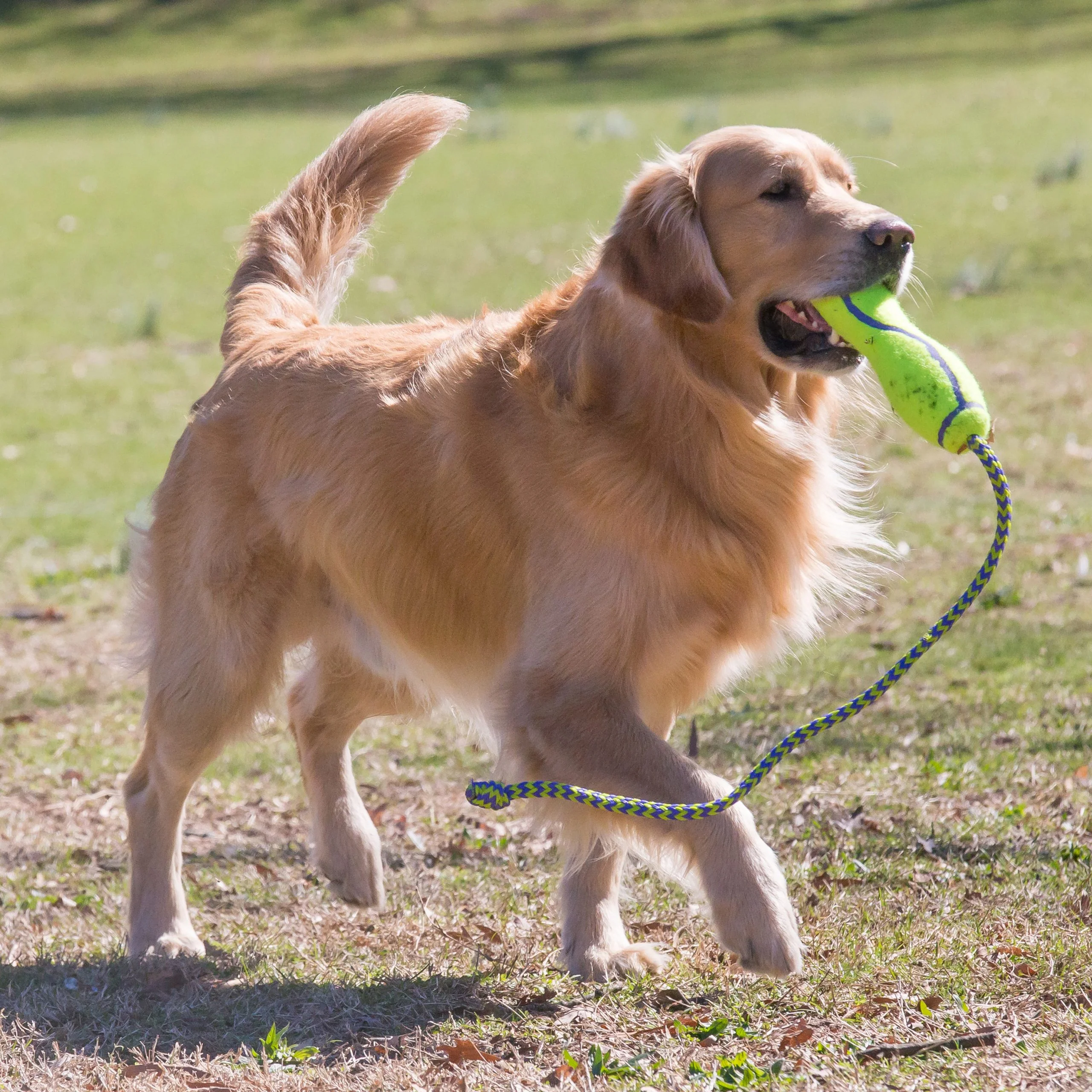 KONG Air Fetch Stick with Rope - Image 3