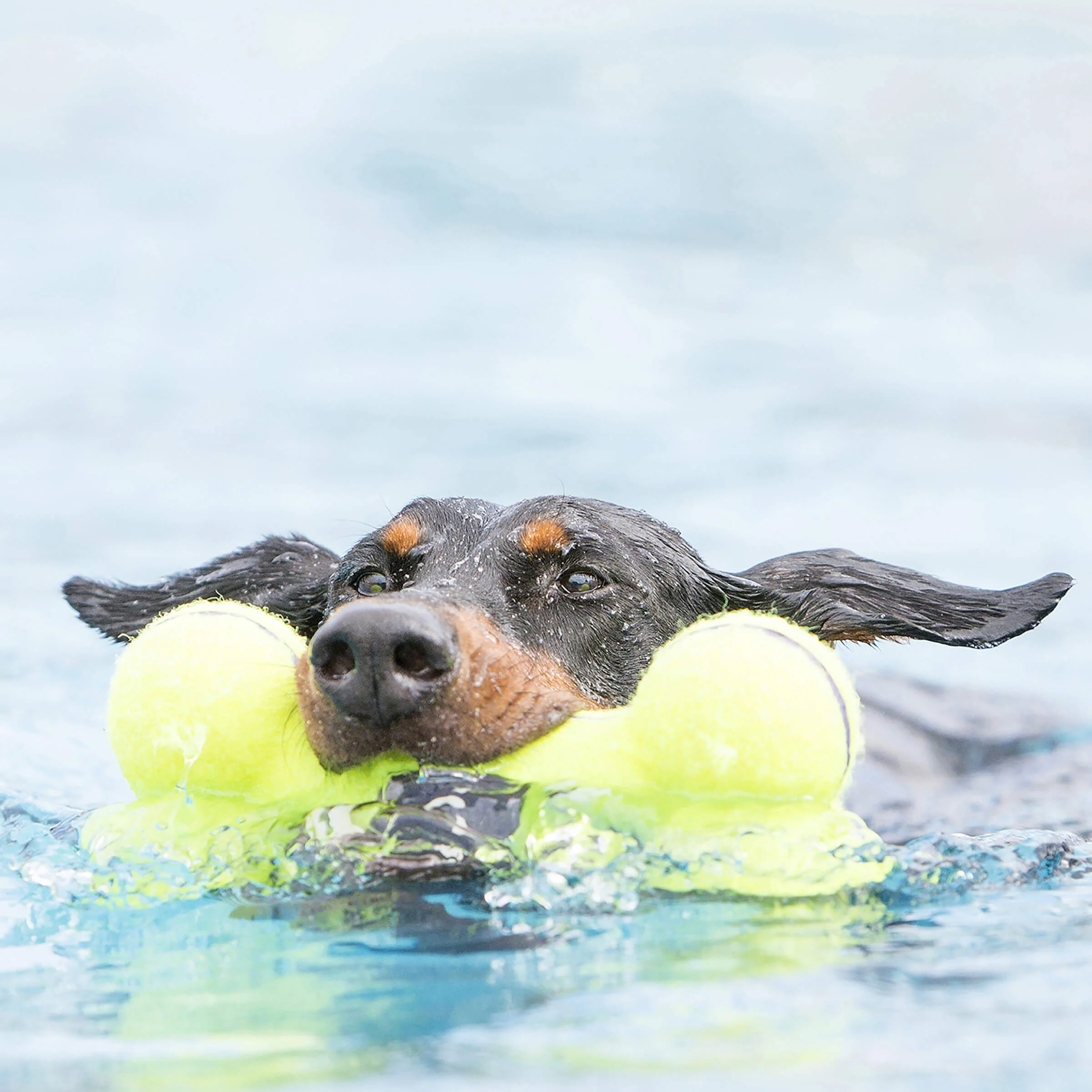 KONG Airdog Squeaker Bone - Image 3