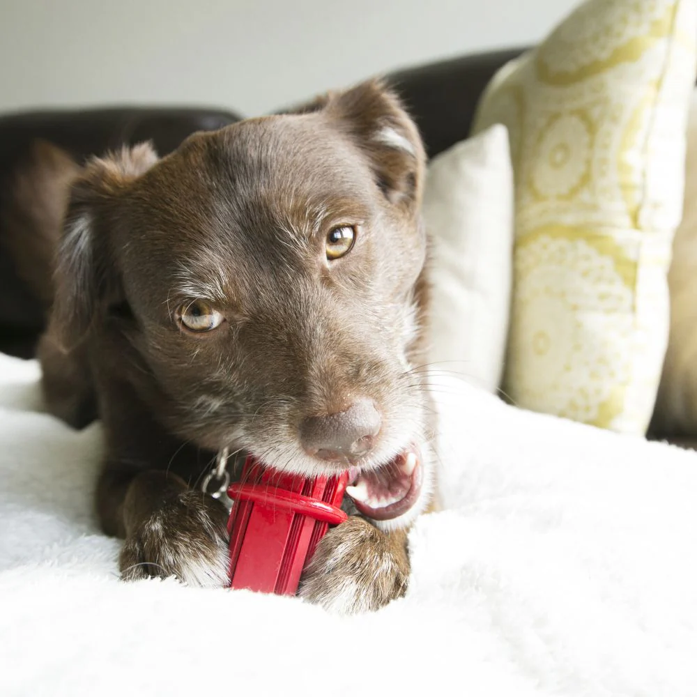 KONG Dental Stick - Image 2