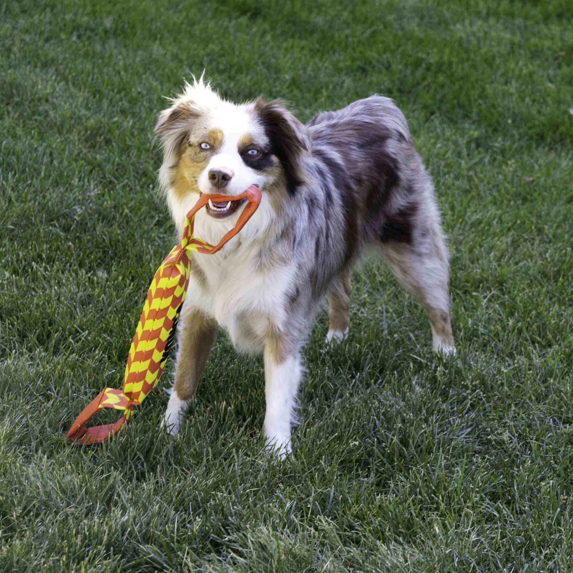 KONG Maxx Tug - Image 2