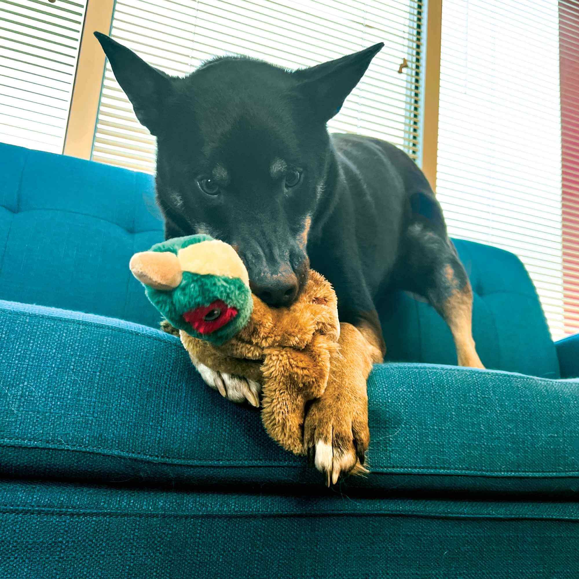 KONG Wild Low Stuff Pheasant - Image 3