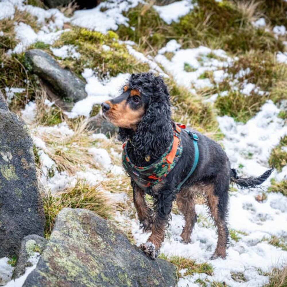 Long Paws Earth Friendly Trekker Dog Harness - Image 6