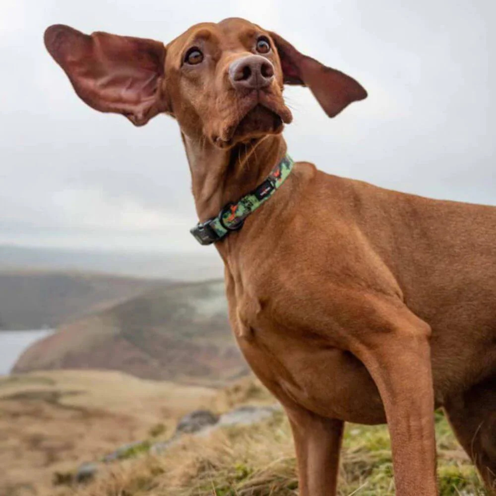 Long Paws Earth Friendly Trig Point Dog Collar - Image 2