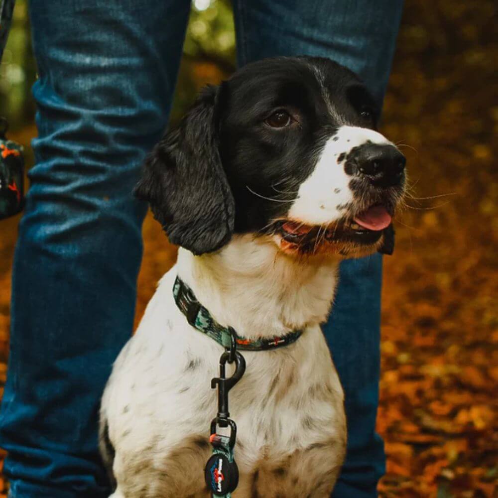 Long Paws Earth Friendly Trig Point Dog Collar - Image 4
