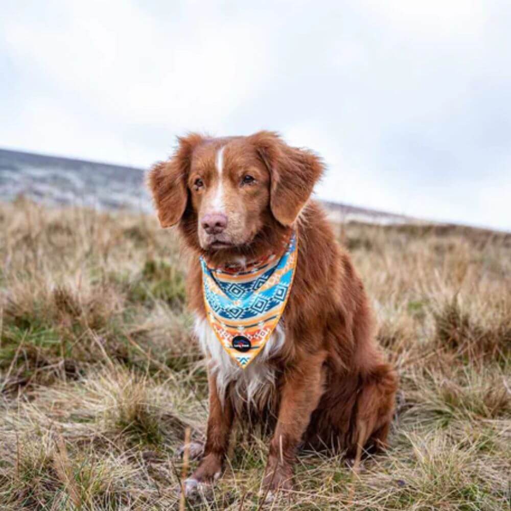 Long Paws Funk The Dog Bandana in Sunrise Blue Orange - Image 2