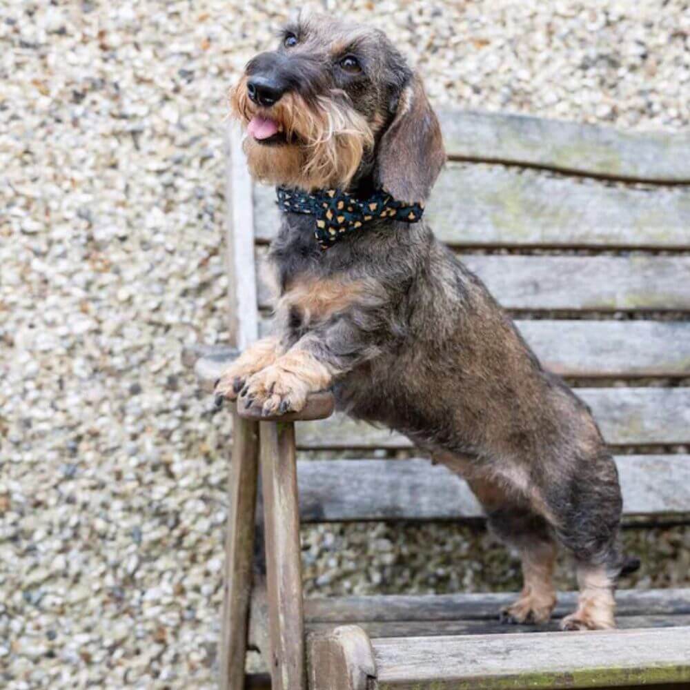 Long Paws Funk The Dog Bow Tie in Gold Black Leopard - Image 2