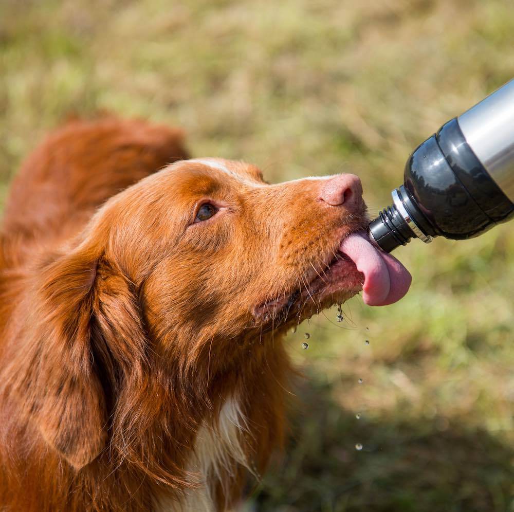 Long Paws Lick & Flow Pet Water Bottle - Image 15