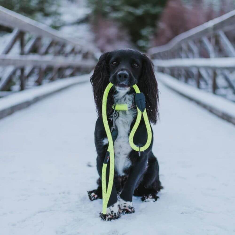 Long Paws Neon Collar & Reflective Rope Lead Dog Walking Set - Image 2