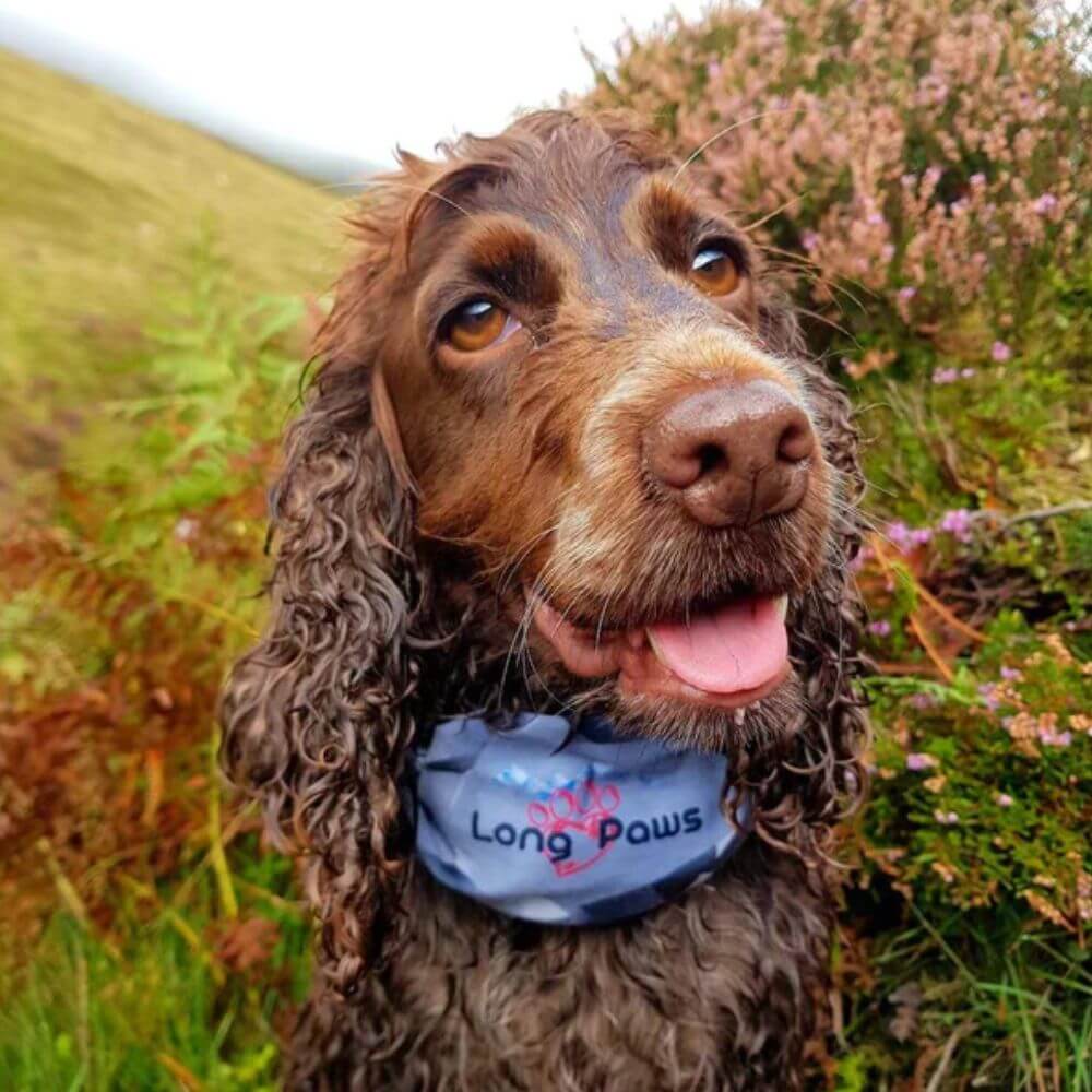 Long Paws PupStretch Geo Bandanas for Dogs - Image 2