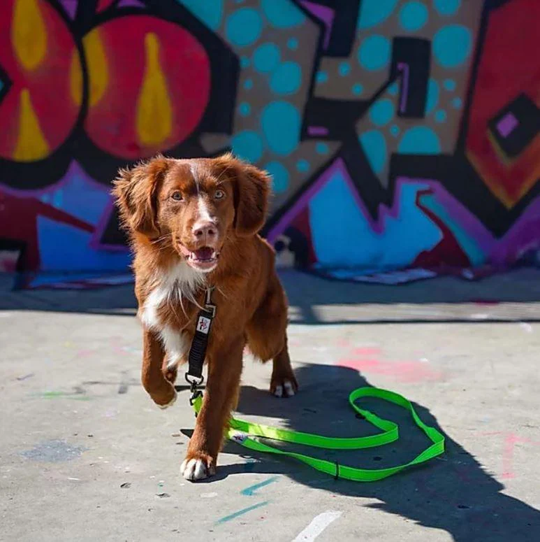 Long Paws Urban Trek Neon Training Lead - Image 3
