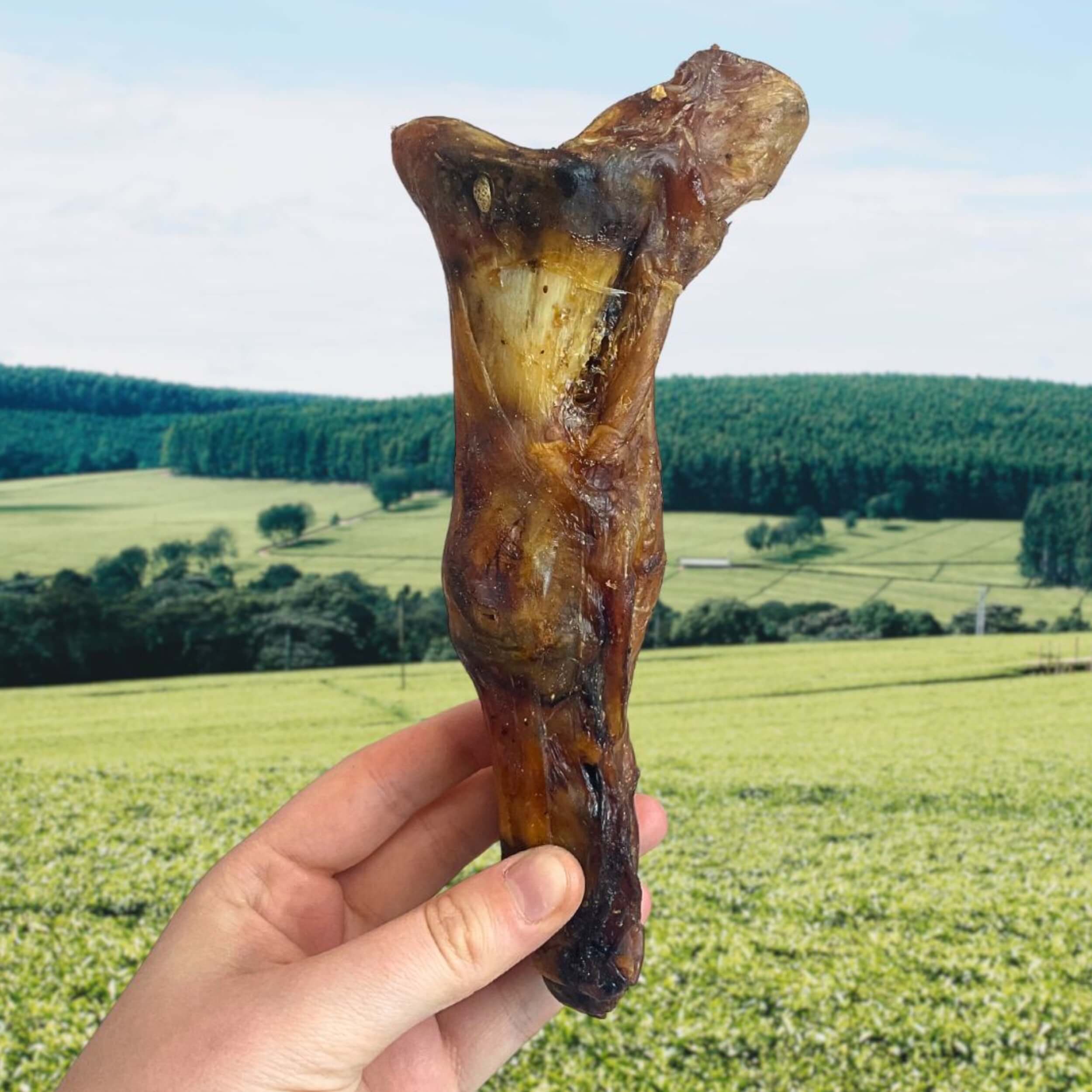 Nova Dog Chews Ostrich Foot Large x 10 - Image 2