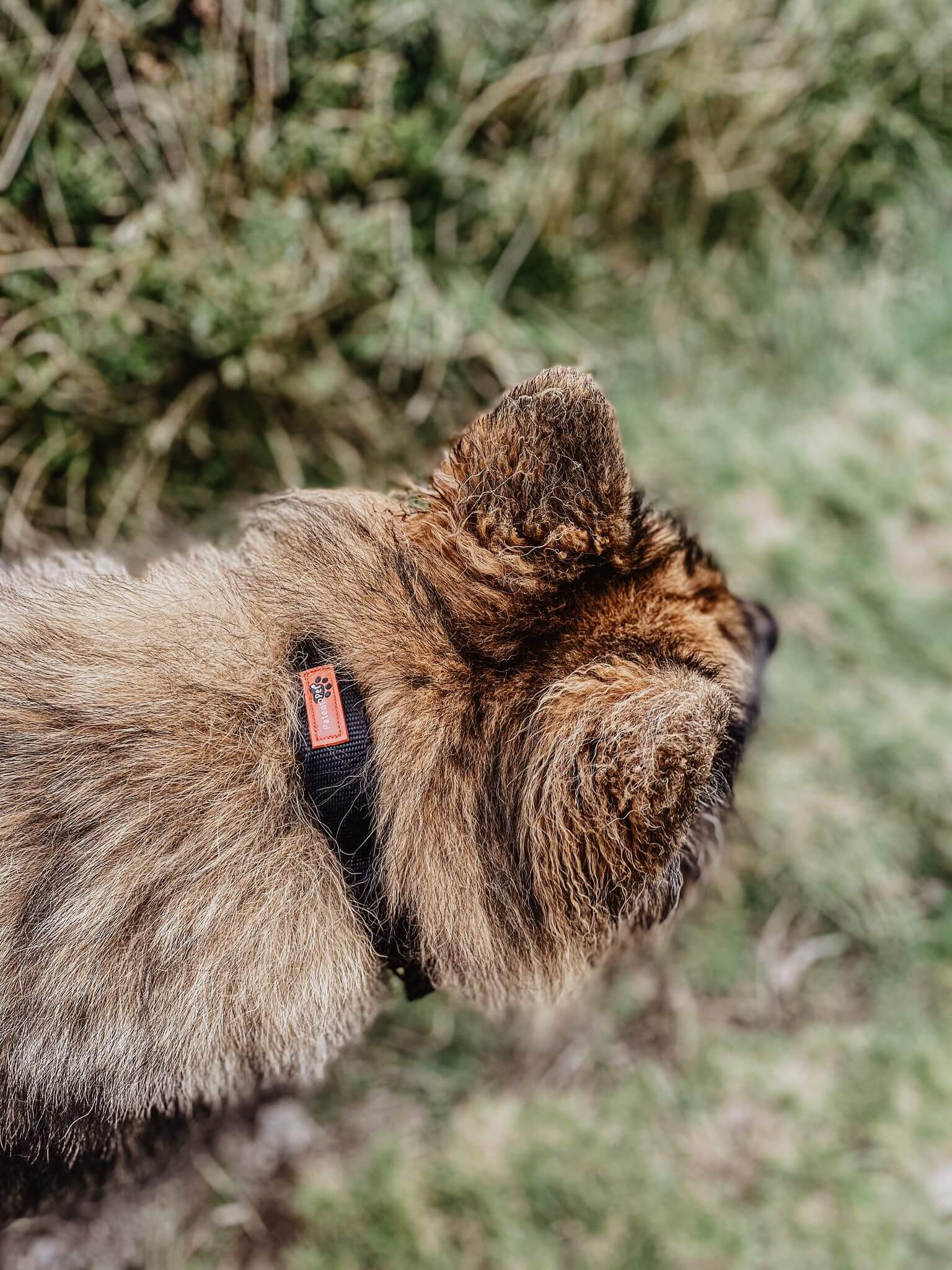 PatentoPet Padded Dog Collar with Quick Grab Handle - Image 6