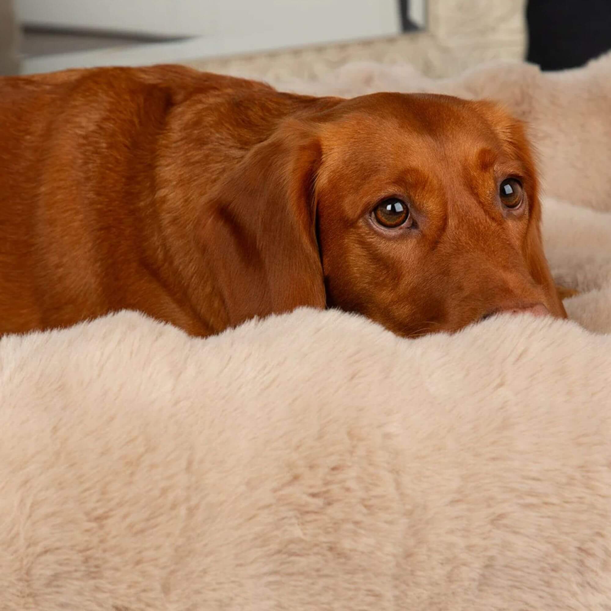 Scruffs Alpine Faux Fur Box Bed for Dogs - Image 8