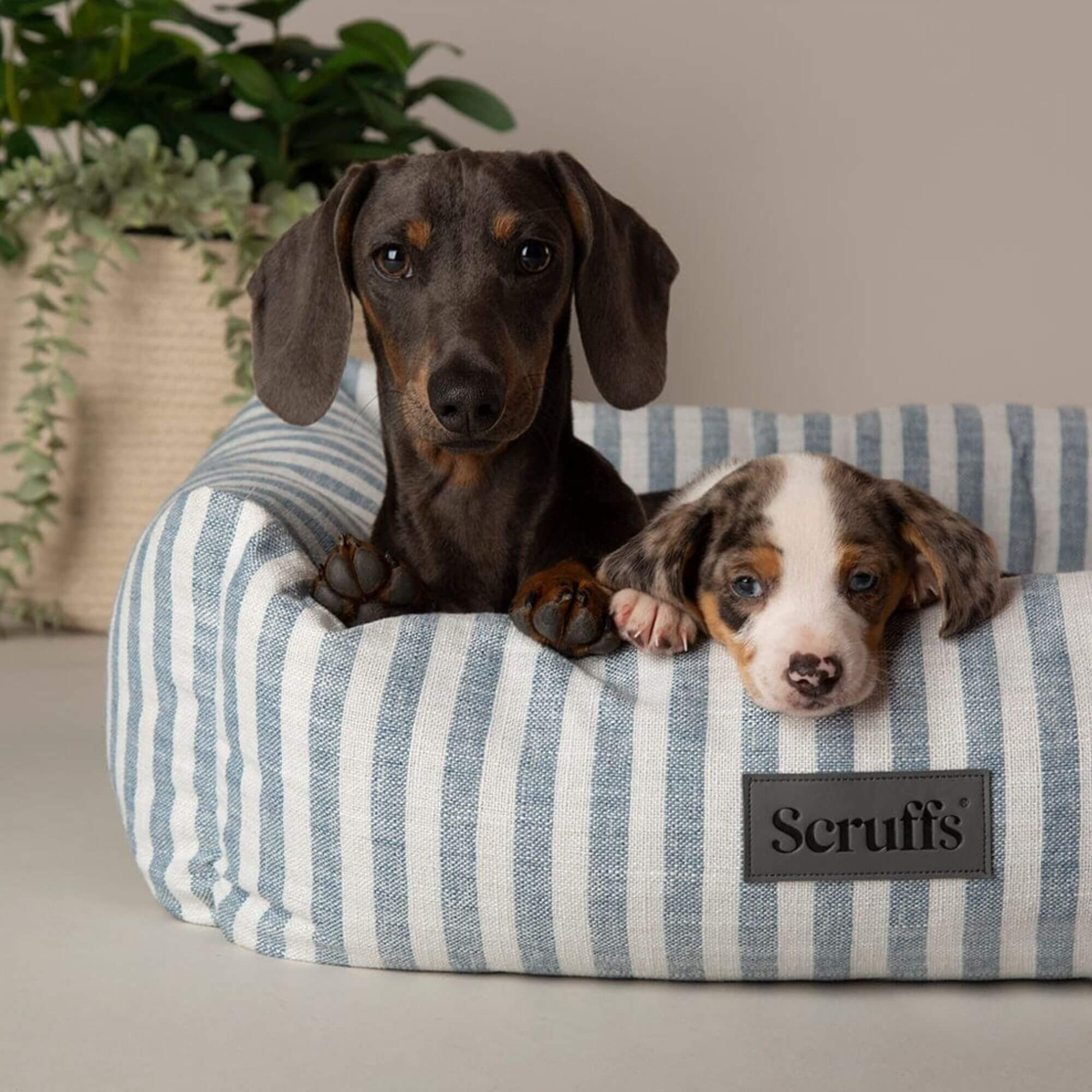 Scruffs Coastal Box Dog Bed - Image 3