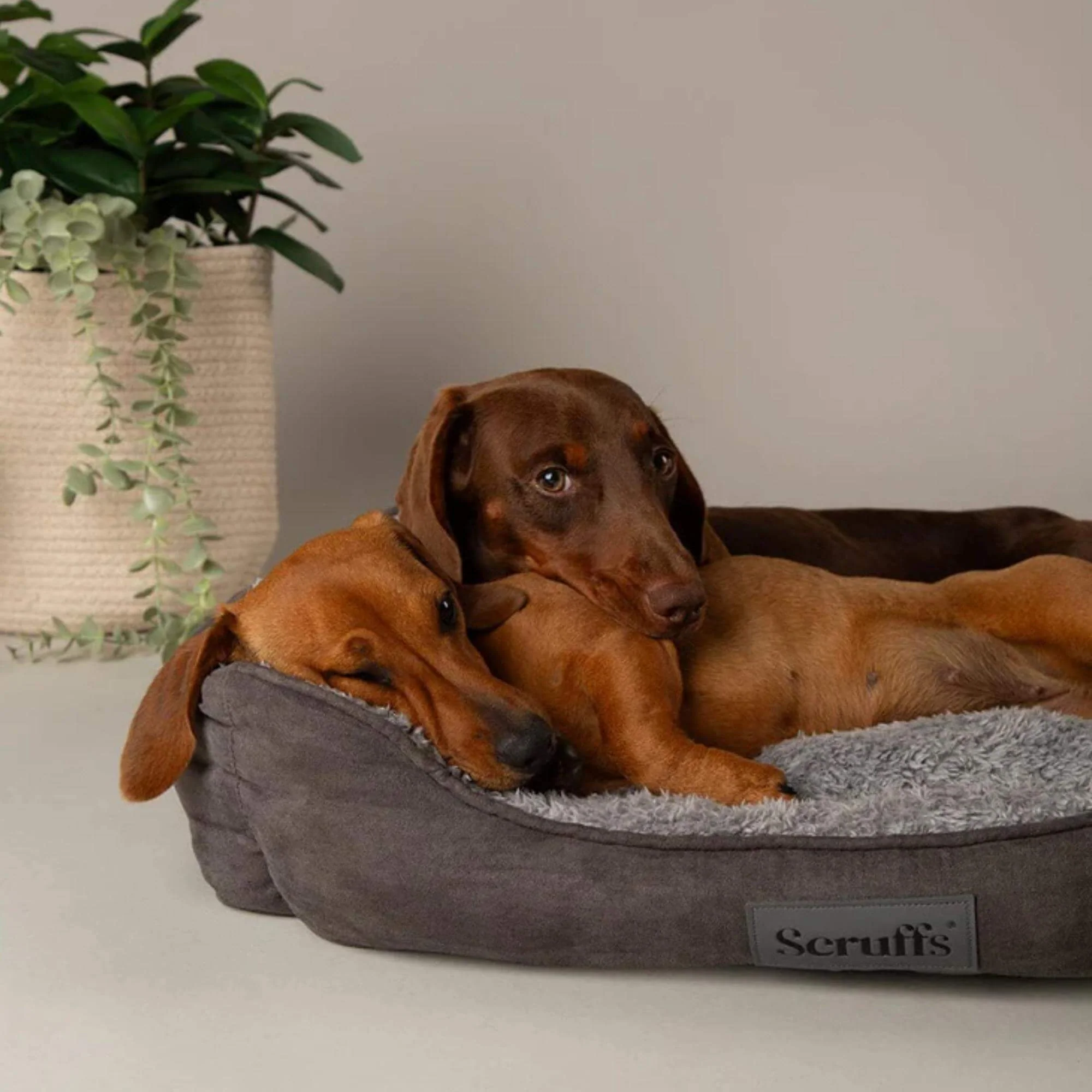 Scruffs Cosy Soft-Walled Dog Bed in Grey - Image 5