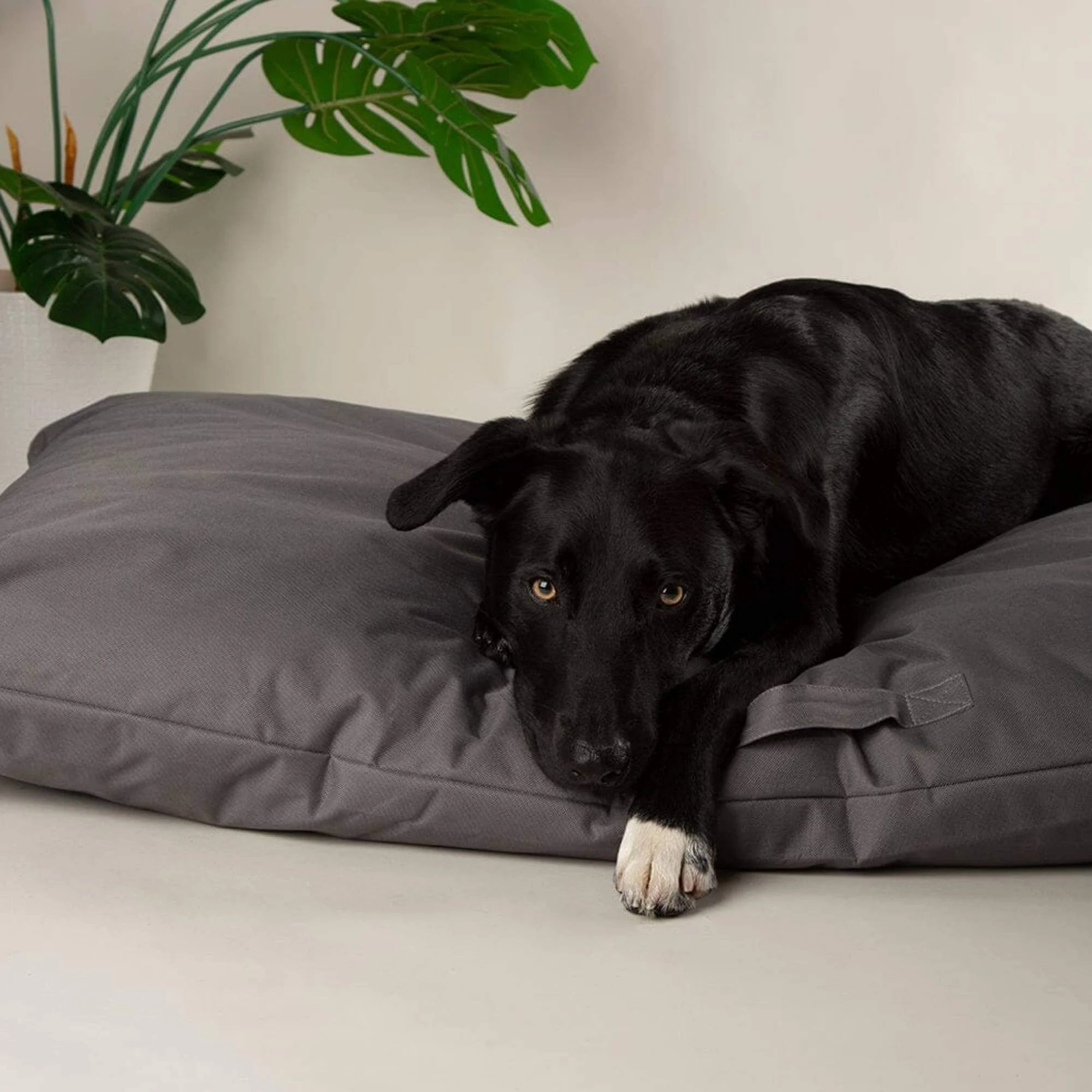 Scruffs Expedition Memory Foam Pillow Dog Bed - Image 5