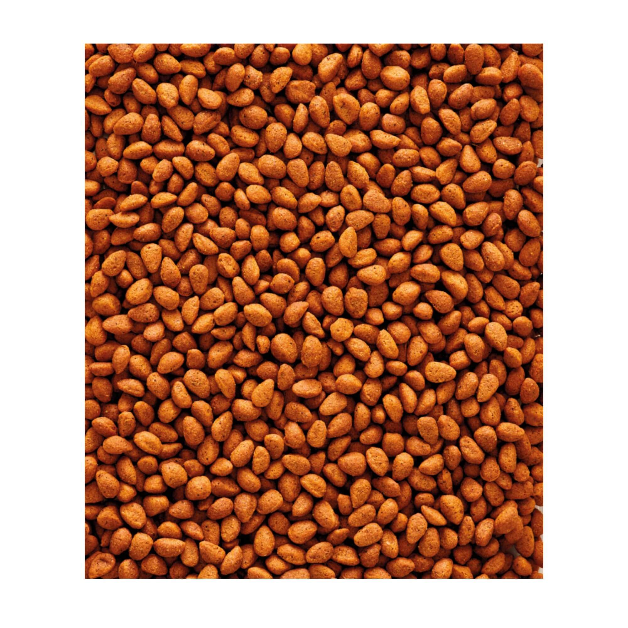 Versele Laga NutriBird G18 Original for Large Parakeets 10kg - Image 2