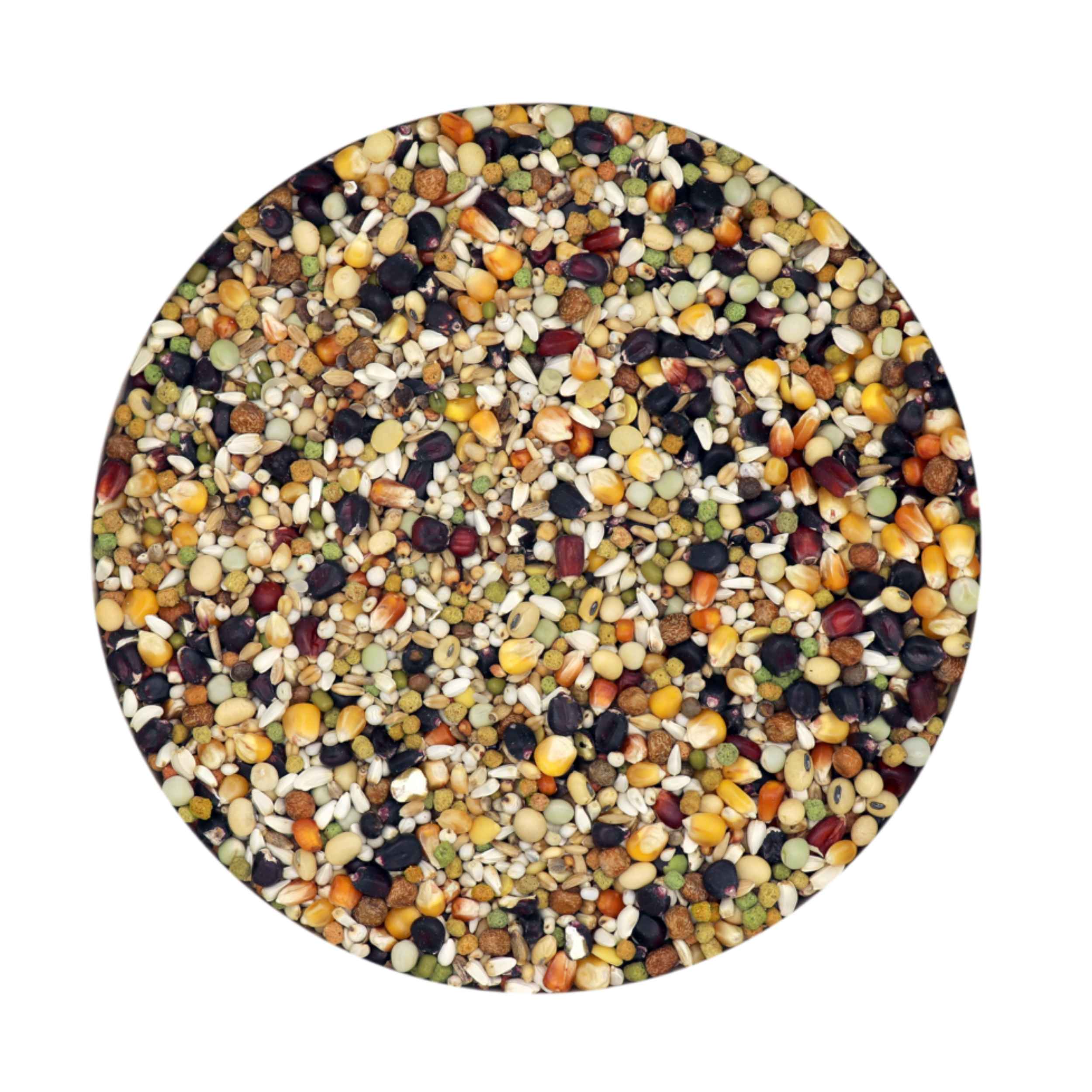 Versele-Laga Plus I.C. Champion Black Label Sports Mix for Racing Pigeons 20kg - Image 2