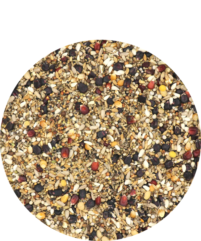 Versele-Laga Premium Black Label Master R Exclusive Pigeon Food 20kg - Image 2
